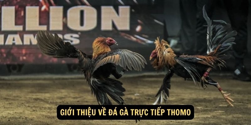 Đá Gà Thomo Cựa Dao – Đối Kháng Đỉnh Cao Mang Tính Sát Phạt
