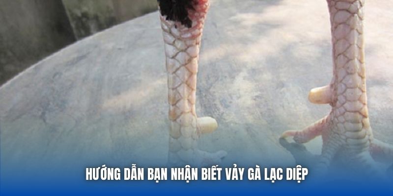 Vảy Lạc Diệp – Tướng Vảy Gà Đặc Biệt Giúp Chiến Kê Bách Thắng