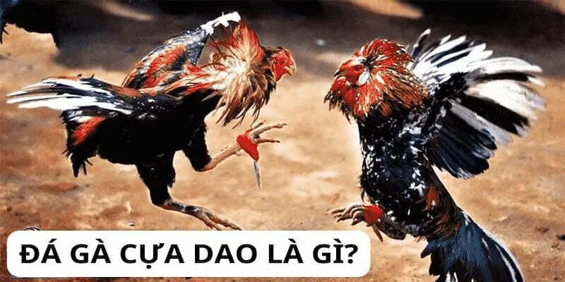 Đá gà Thomo cựa dao là gì